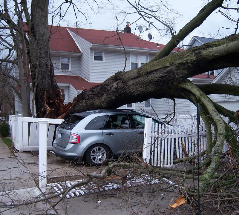 Tree Falls on the House