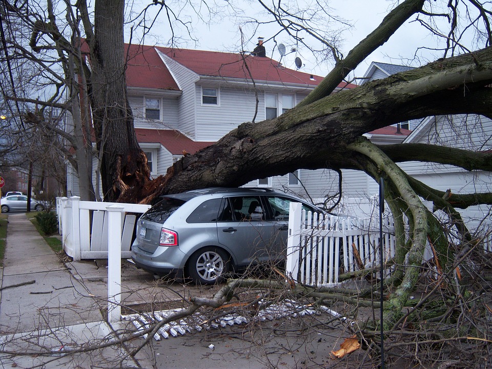 What to Do If a Tree Falls on Your House