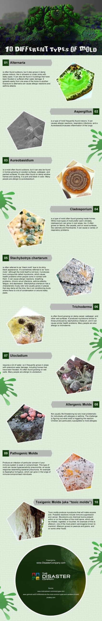 10 Different Types of Mold [infographic]