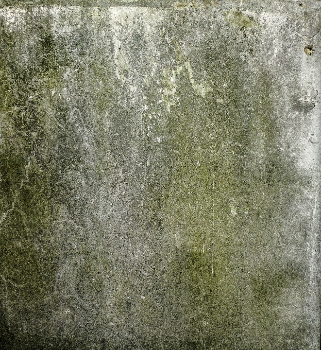 Is Mold Lurking in Your Home?