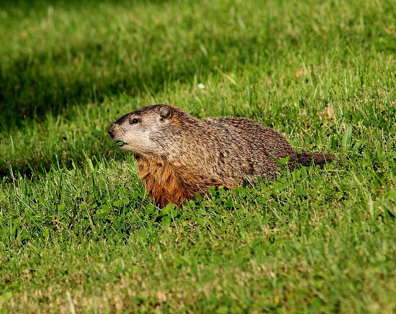 Groundhog Day and Winter Forecast