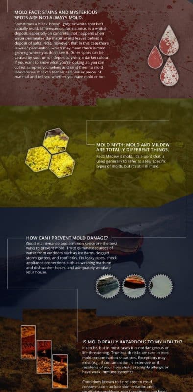 Mold Facts and Myths [infographic]