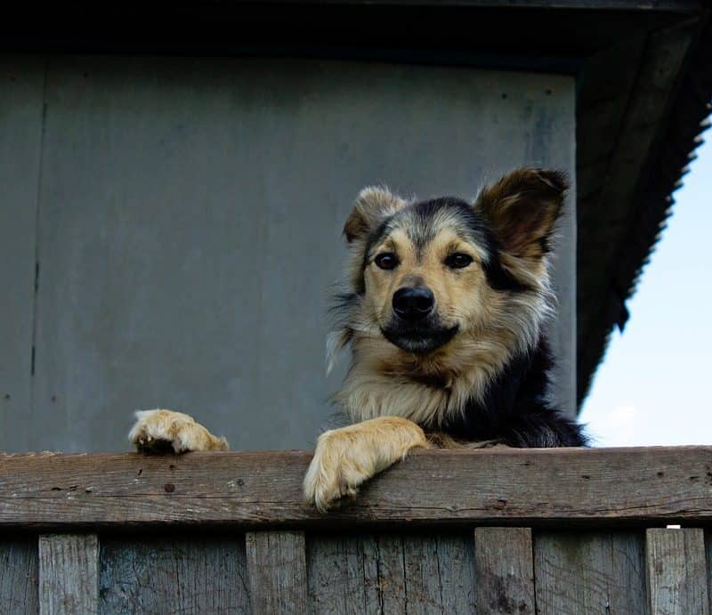 Keep Your Pets Safe Before, During, and After a Natural Disaster