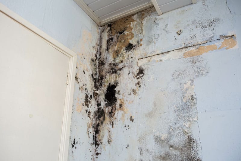 Mold damage - walls and ceiling damage