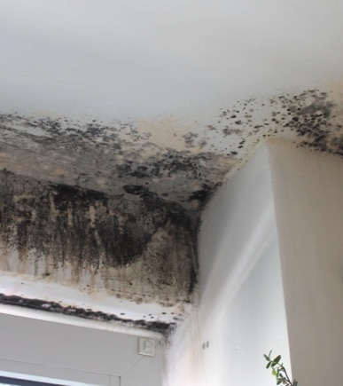 Mold remediation & cleanup