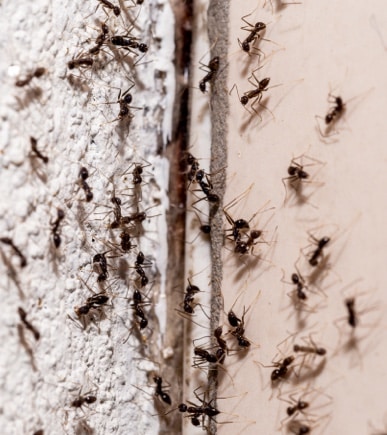 Ants getting into home - pest and pet cleanup